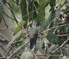 Lampornis clemenciae
