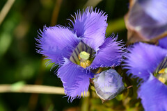 Gentianopsis