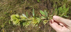 Lespedeza capitata