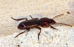 Stenomorphus californicus