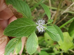 Mentha arvensis