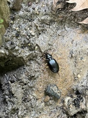 Nebria lacustris