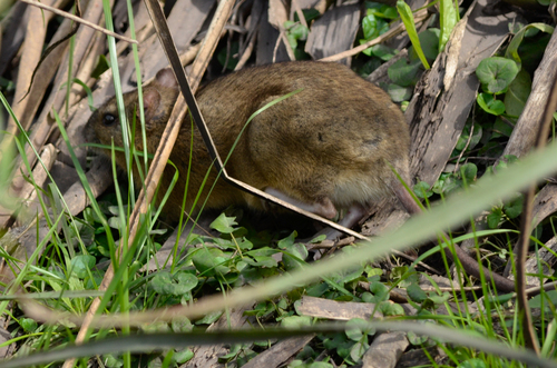 Lund's Amphibious Rat