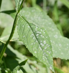 Golovinomyces cichoracearum