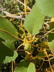 Cuscuta