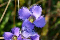 Gentianopsis