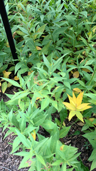 Amsonia tabernaemontana