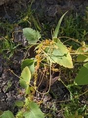 Cuscuta