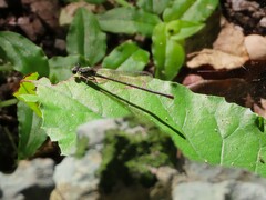 Argia translata
