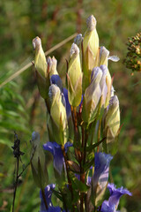Gentianopsis