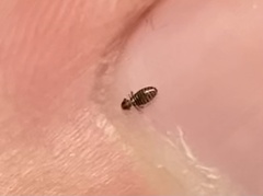 Ciconiphilus decimfasciatus