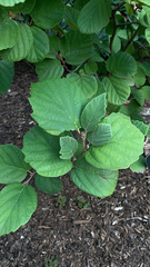 Hamamelis virginiana