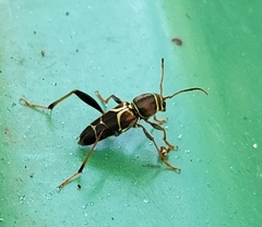 Neoclytus mucronatus