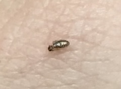 Ciconiphilus decimfasciatus