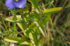 Gentianopsis