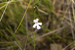 Westringia tenuicaulis