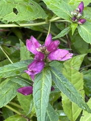 Chelone obliqua