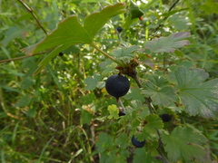 Ribes oxyacanthoides
