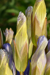 Gentianopsis