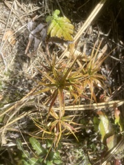 Dracophyllum