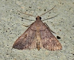 Bleptina caradrinalis