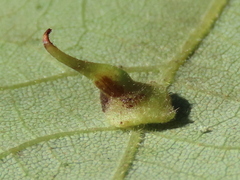Caryomyia inclinata