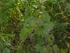 Ribes oxyacanthoides