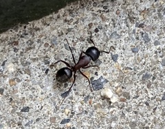 Camponotus novaeboracensis