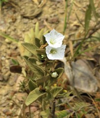 Distimake tomentosus