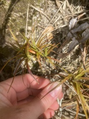 Dracophyllum