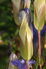 Gentianopsis
