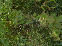 Ribes oxyacanthoides