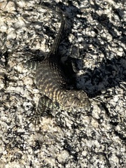 Sceloporus orcutti