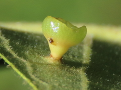 Caryomyia flaticrustum