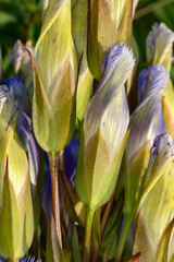 Gentianopsis