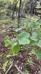 Hamamelis virginiana