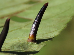 Caryomyia subulata