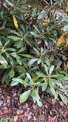 Rhododendron maximum