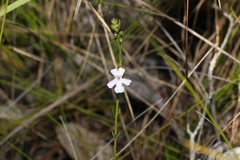 Westringia tenuicaulis