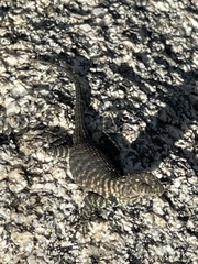Sceloporus orcutti
