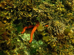 Henricia