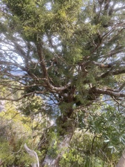 Lepidothamnus intermedius