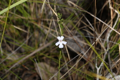 Westringia tenuicaulis