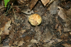 Gyroporus cyanescens