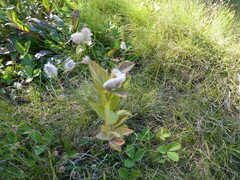 Dasineura salicifoliae