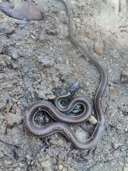 Thamnophis proximus rubrilineatus
