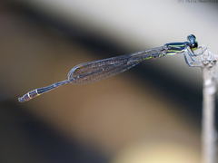 Argiocnemis rubescens