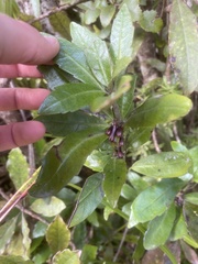 Alseuosmia macrophylla