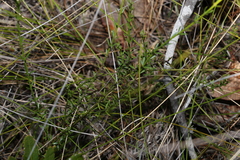 Westringia tenuicaulis