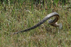 Nerodia fasciata × clarkii